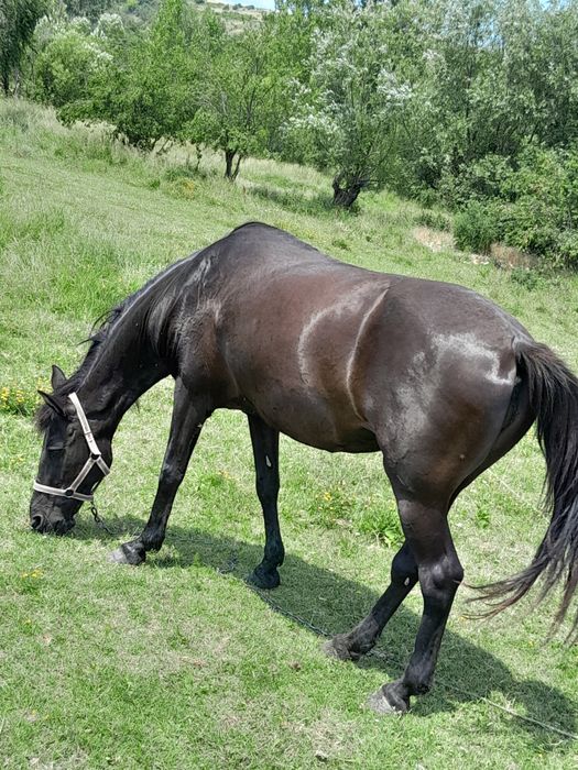 Vând.  iapă  9ani