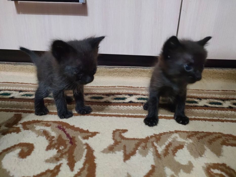 Отдам котят в хорошие руки
