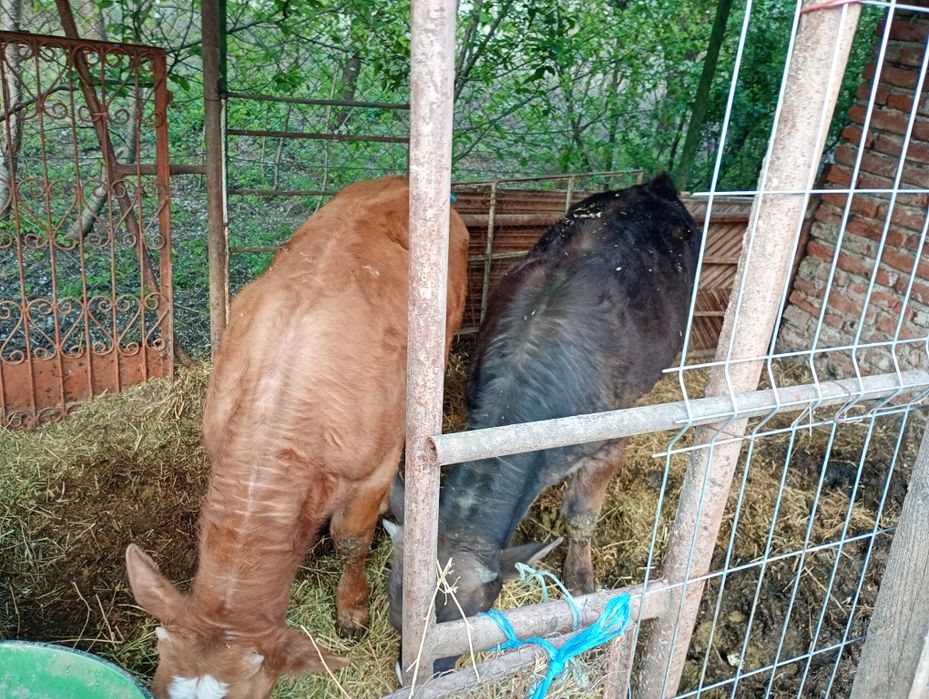 Vând viței tăurași