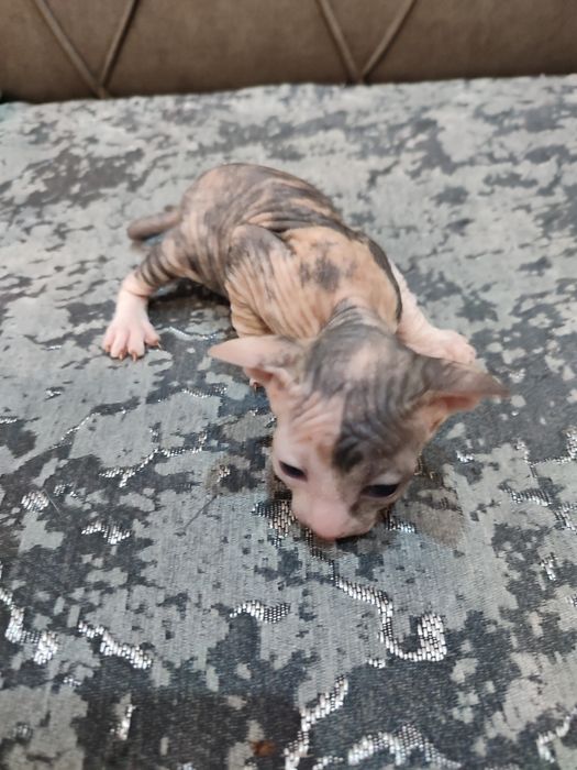 Сфинкс Питерболд