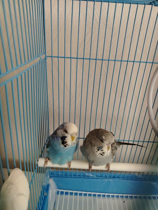 Обмен на взрослых