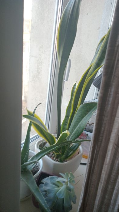 Продам  цветы разные, большие