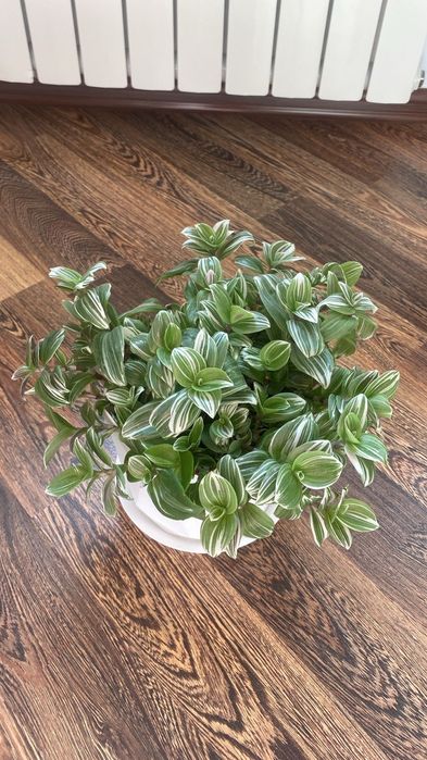 Цветы комнатные Драцена Хлорофитум