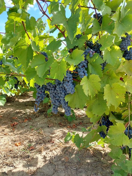 Vand struguri pentru vin