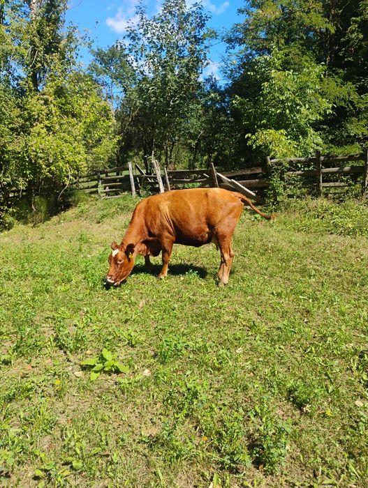 Vând vacă  buna de lapte și tânără