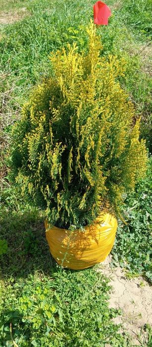 Туя голд италянски сорт ранги товланади