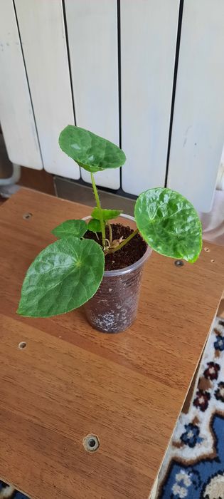 Фикусы красивые молодые