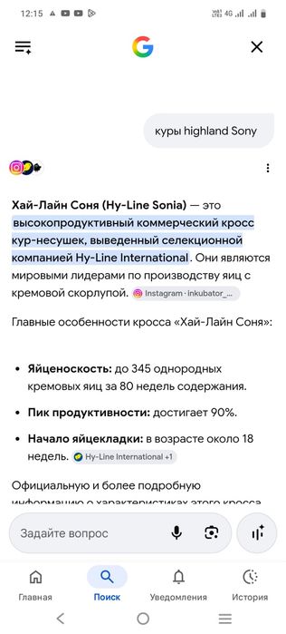 Продам кур молодок Хай Лайн Соня