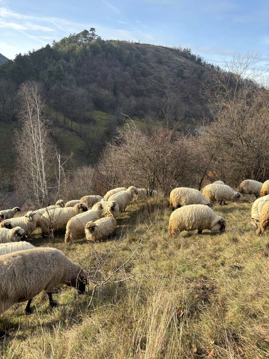 Disponibile oi de vânzare