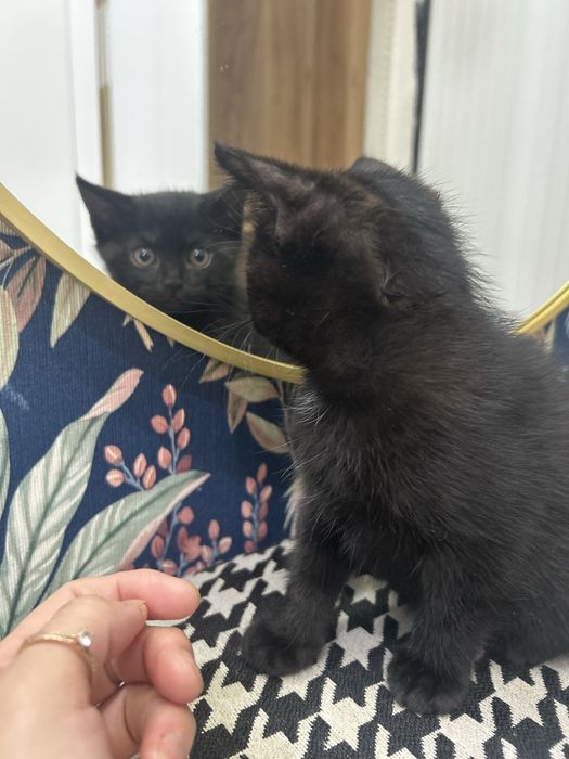 Отдам в добрые руки котенка