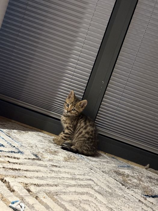Bengal toza qon yosh 2 oyli
