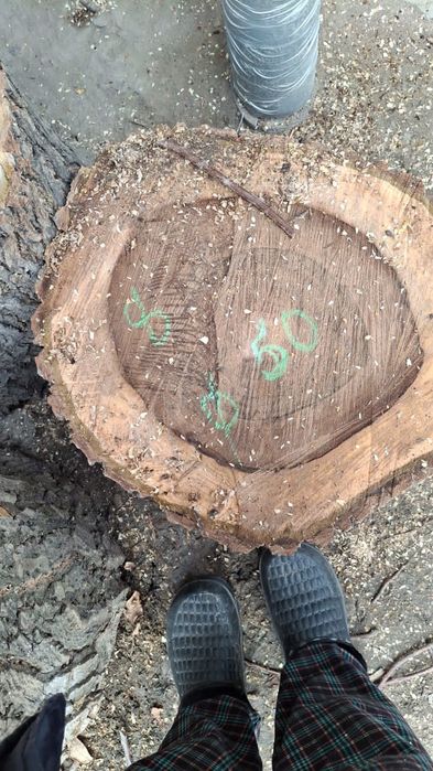 Чурки, силы  ореха