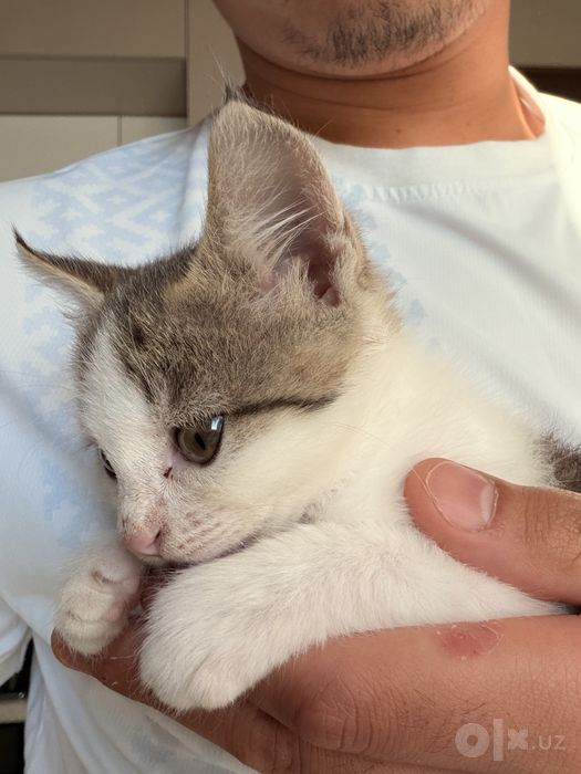 Котенок бесплатно только в хорошие руки