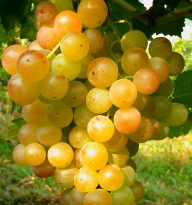 Butasi de vită de vie la 5 lei buc