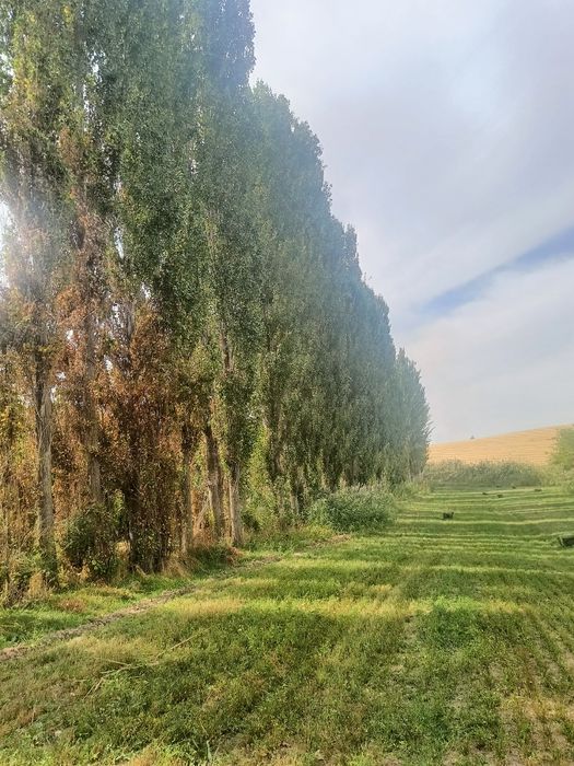 Кок терек барлык размер