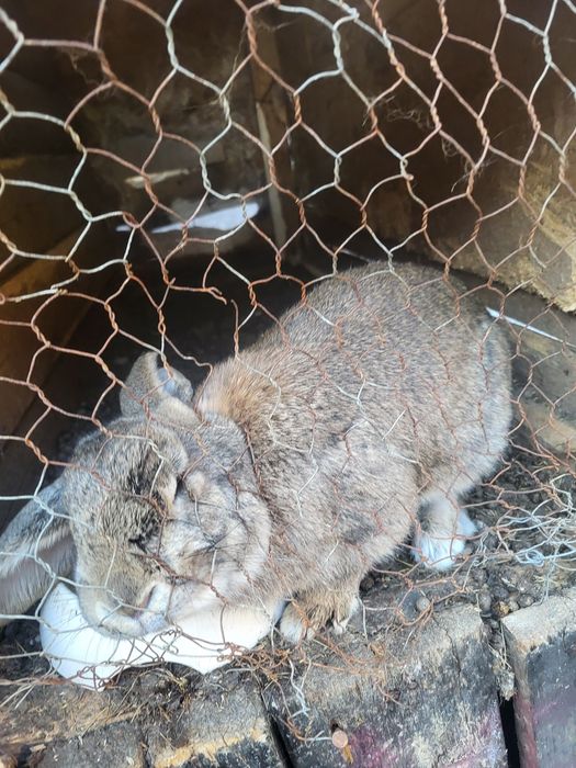Vând toți iepurii  de se văd în poză