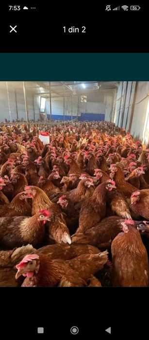 Gaini rosii outoare  20 de lei bc