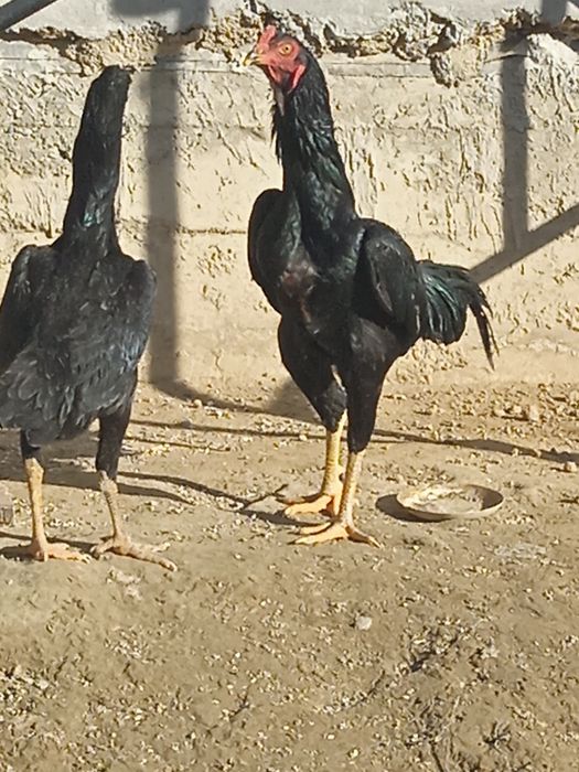 Жужа хуроз тоза каресча