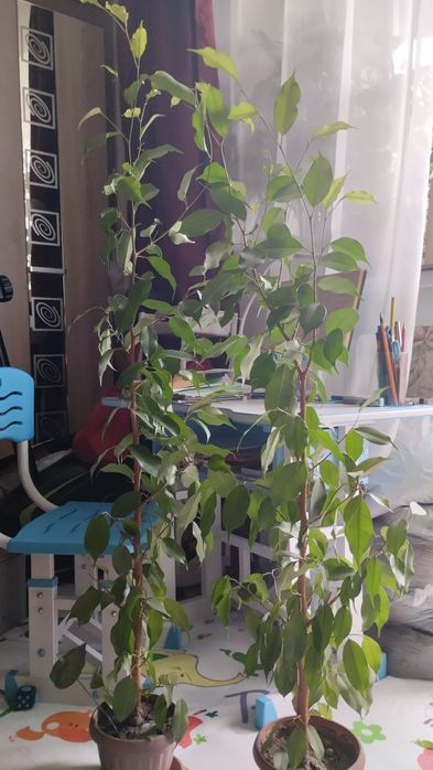 Продам фикус Бенжамина