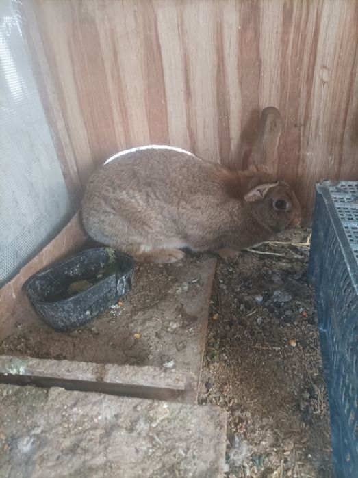 Vilikan quyon sotiladi 4.500 kg