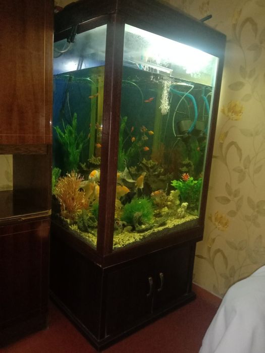 Аквариум с рыбками