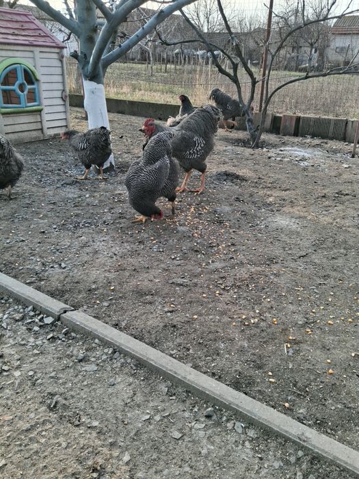 Ouă de incubat Plymouth