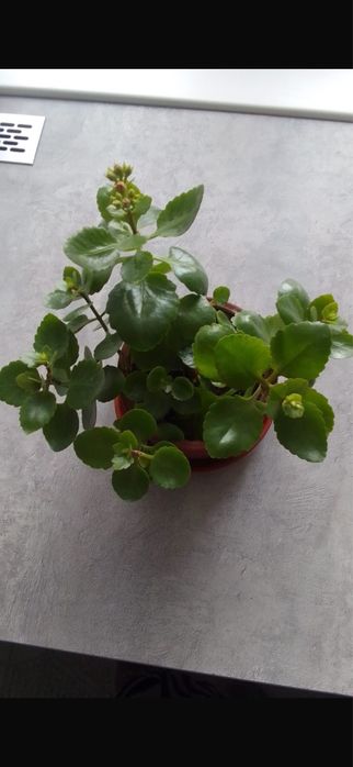 Каланхоэ цветущий