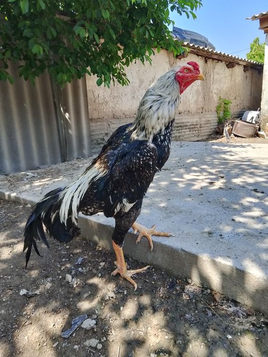 Шоже кораз сатылады