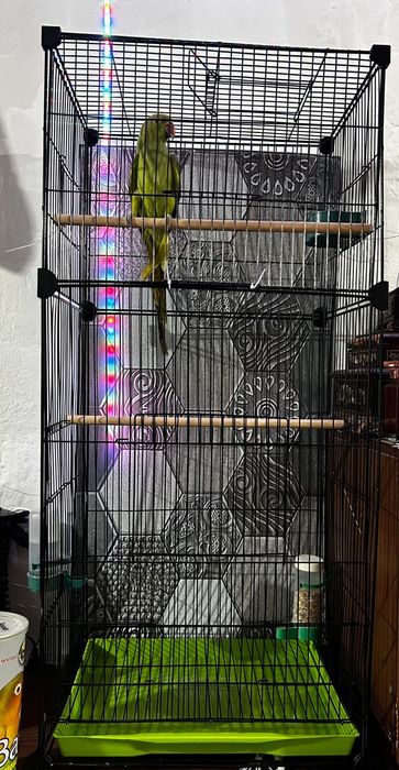 Продам ожереловый попугай 2 года