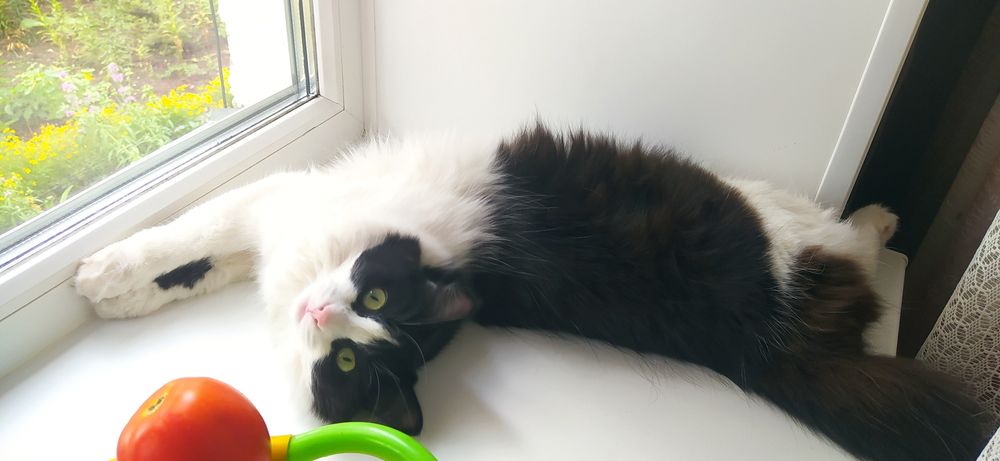 Пропала кошка Люся