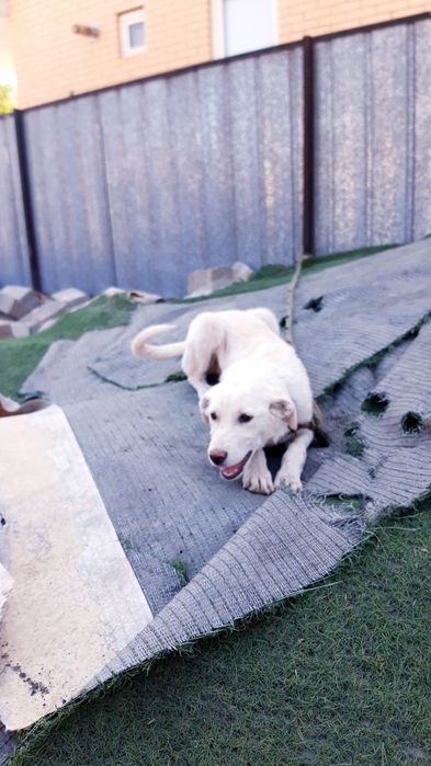 кушык 2-3 айлык кыз