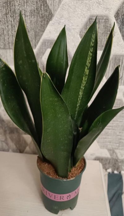 Сансивиерия , цветок