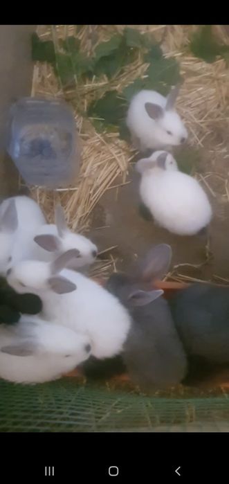 70 кулик куенчала