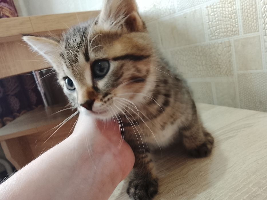 Отдам котёнка, мальчик