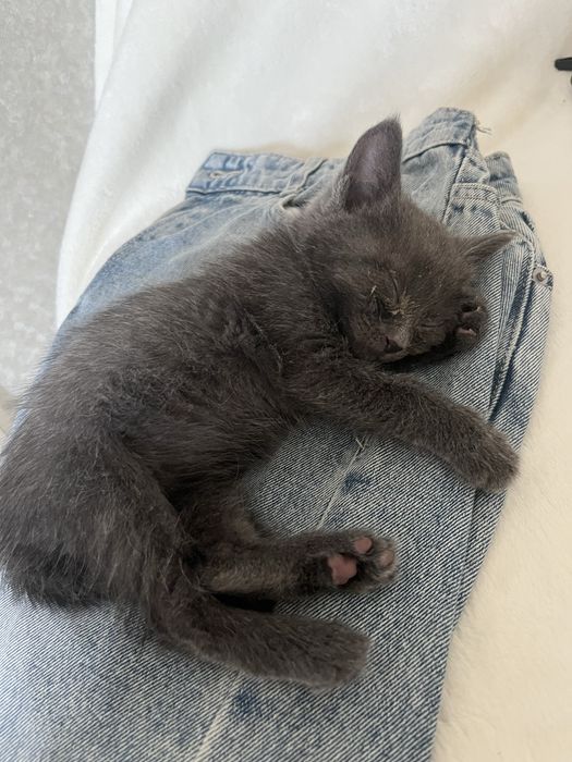 Отдам котенка в добрые руки