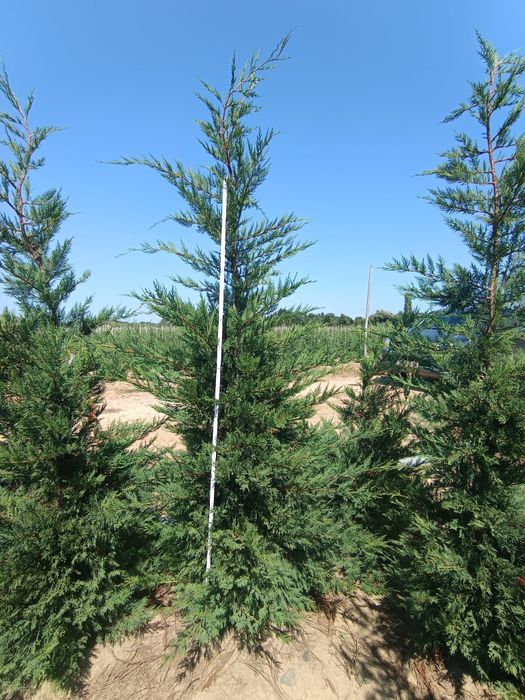 Plante ornamentale la cele mai bune prețuri