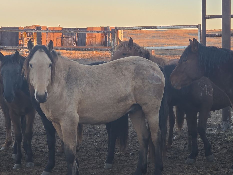 Мұғалжар тұқымы айғыр сатылады