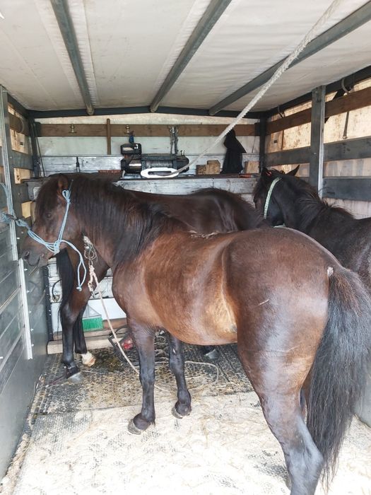 Извършвам превоз на животни