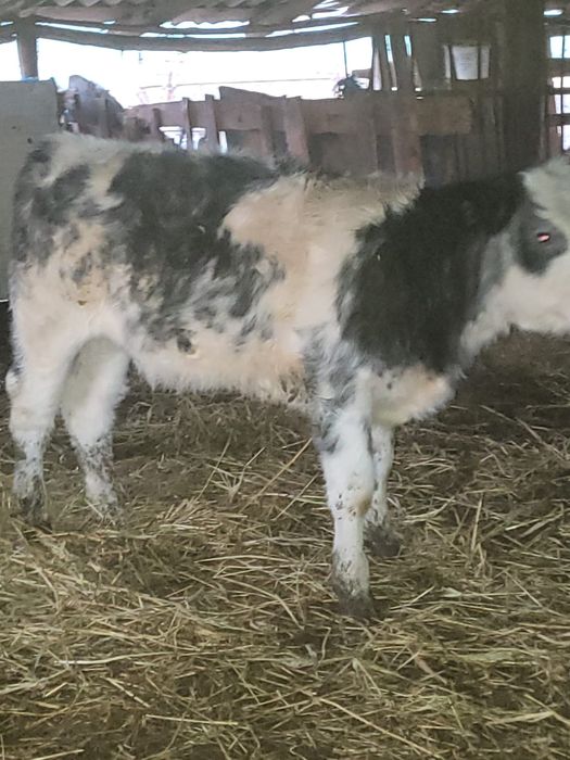 Vând o vitea Belgiana