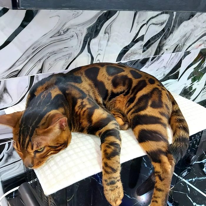 Ласковые БЕНГАЛЬСКИЕ ручные !