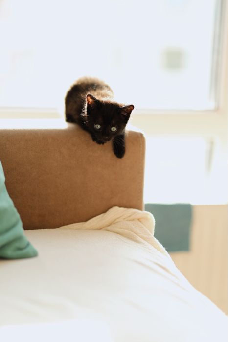 Котенок в добрые руки:)