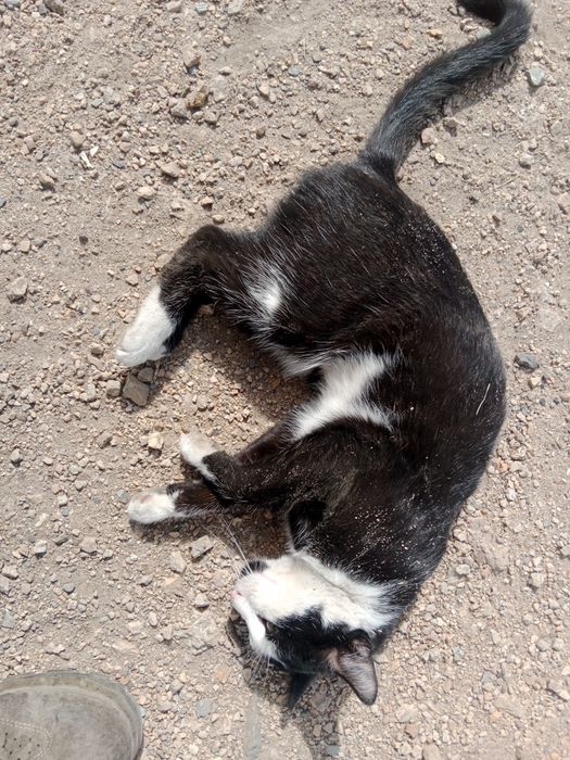 Черный кот домашний