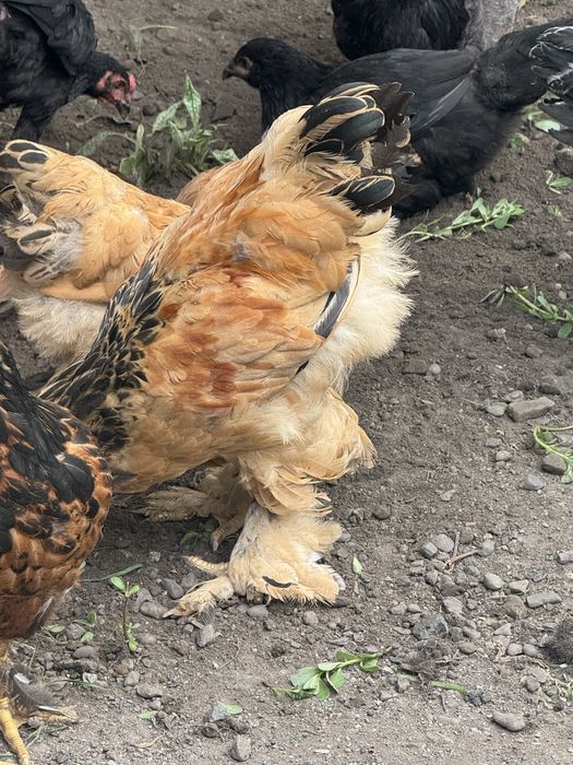 Продам цыплят брамы