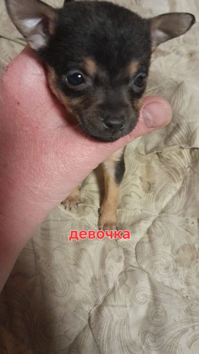 Щенки той терьера