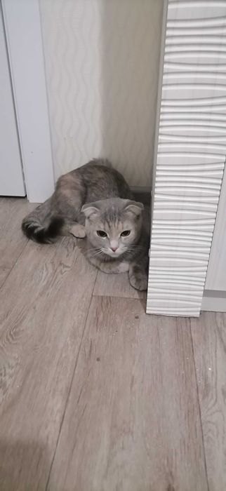 Отдам в хорошие руку