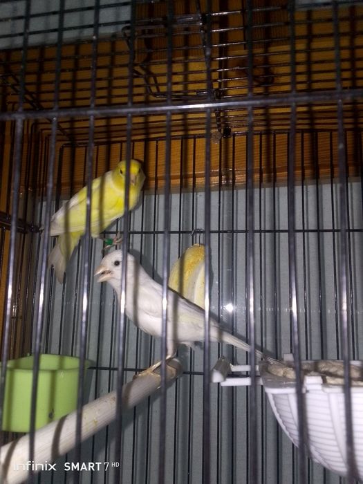 Канарейка сотилади нар мода