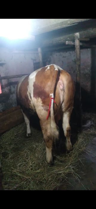 Junica la prima  fatare