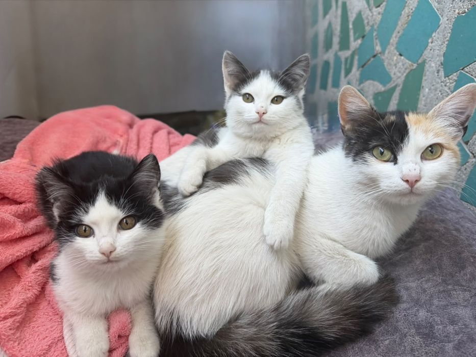 Отдаются кошка с котятами найденные на улице