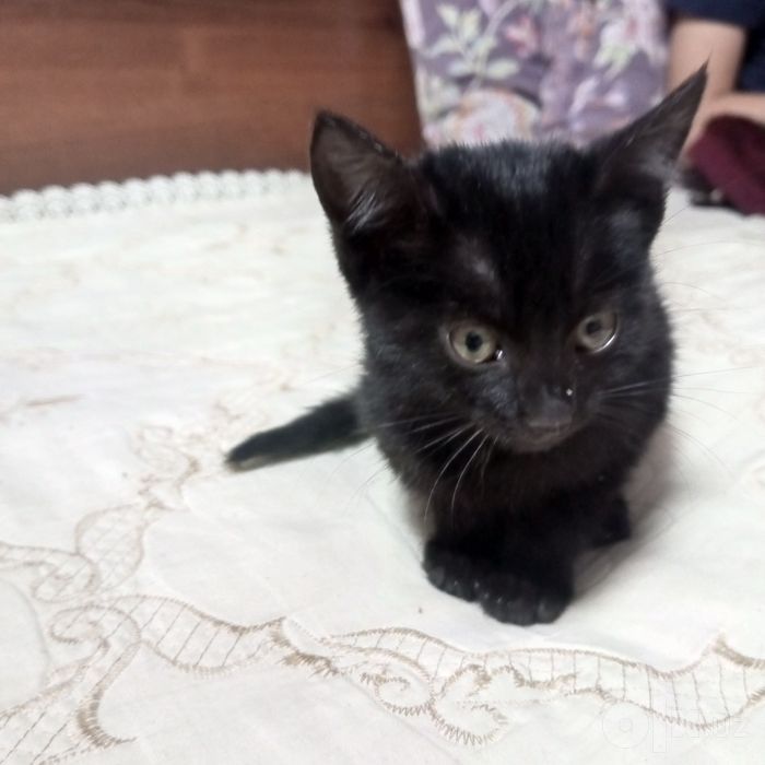 Отдам котят в добрые руки.