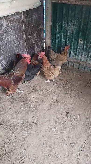 Тауықтар сатылады